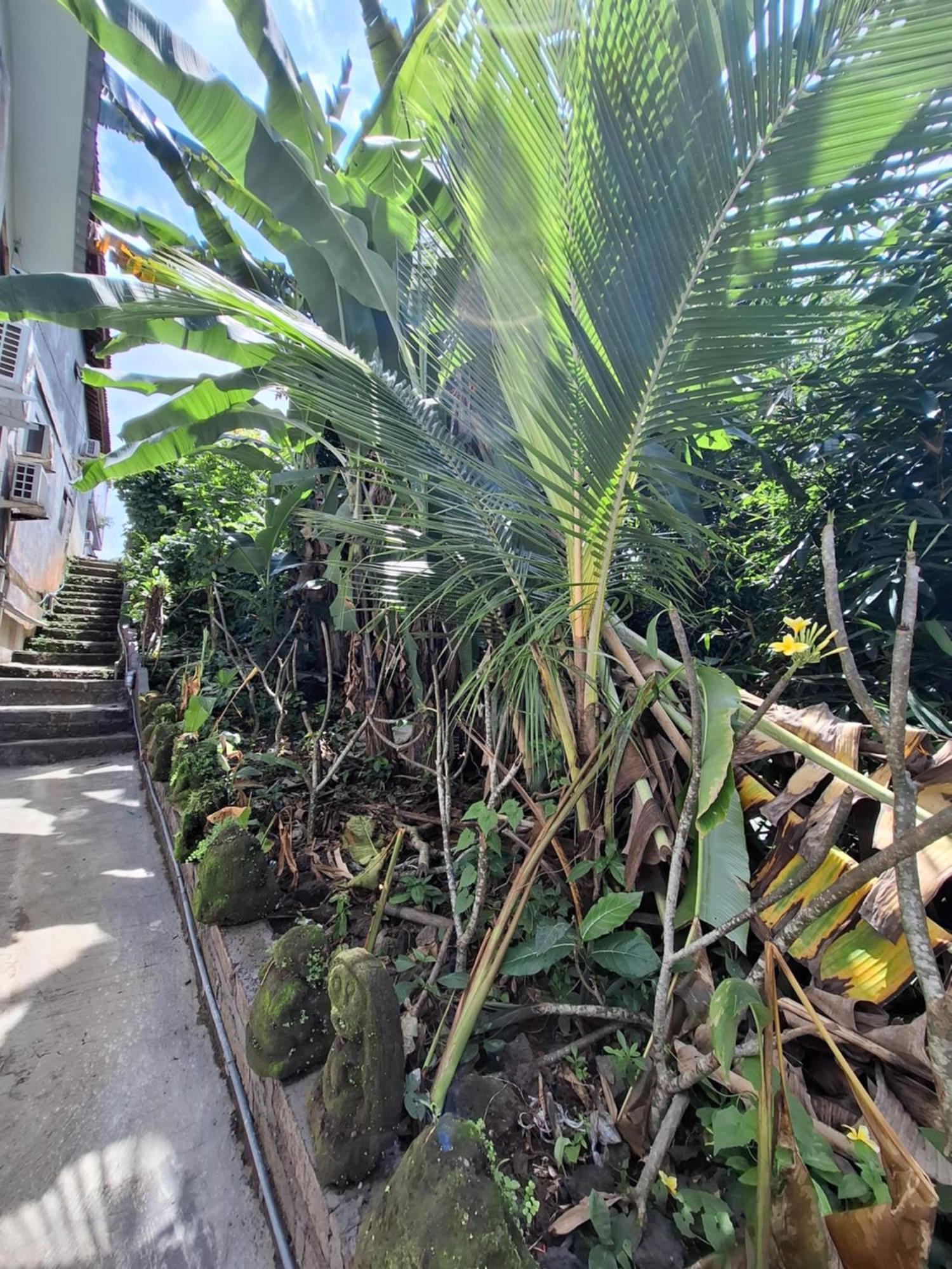 Palm House Ubud