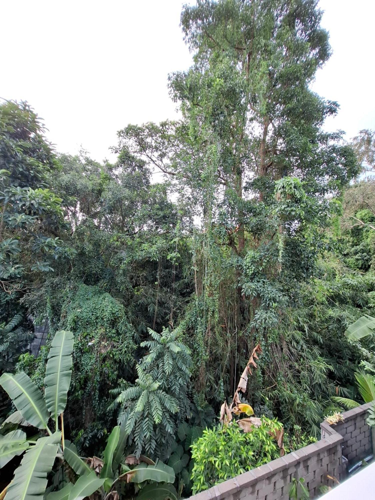 Casa de hóspedes Palm House