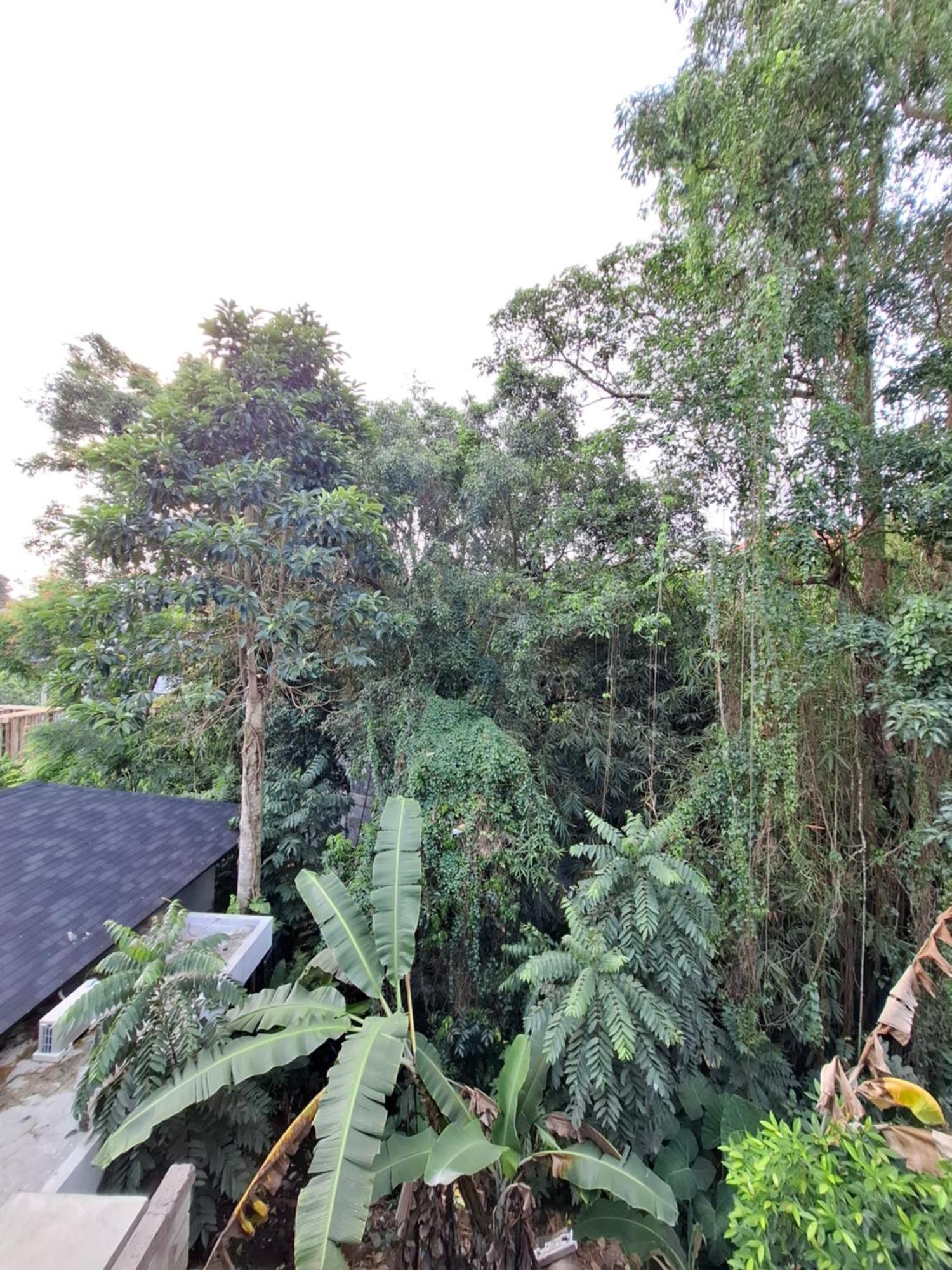 Casa de hóspedes Palm House