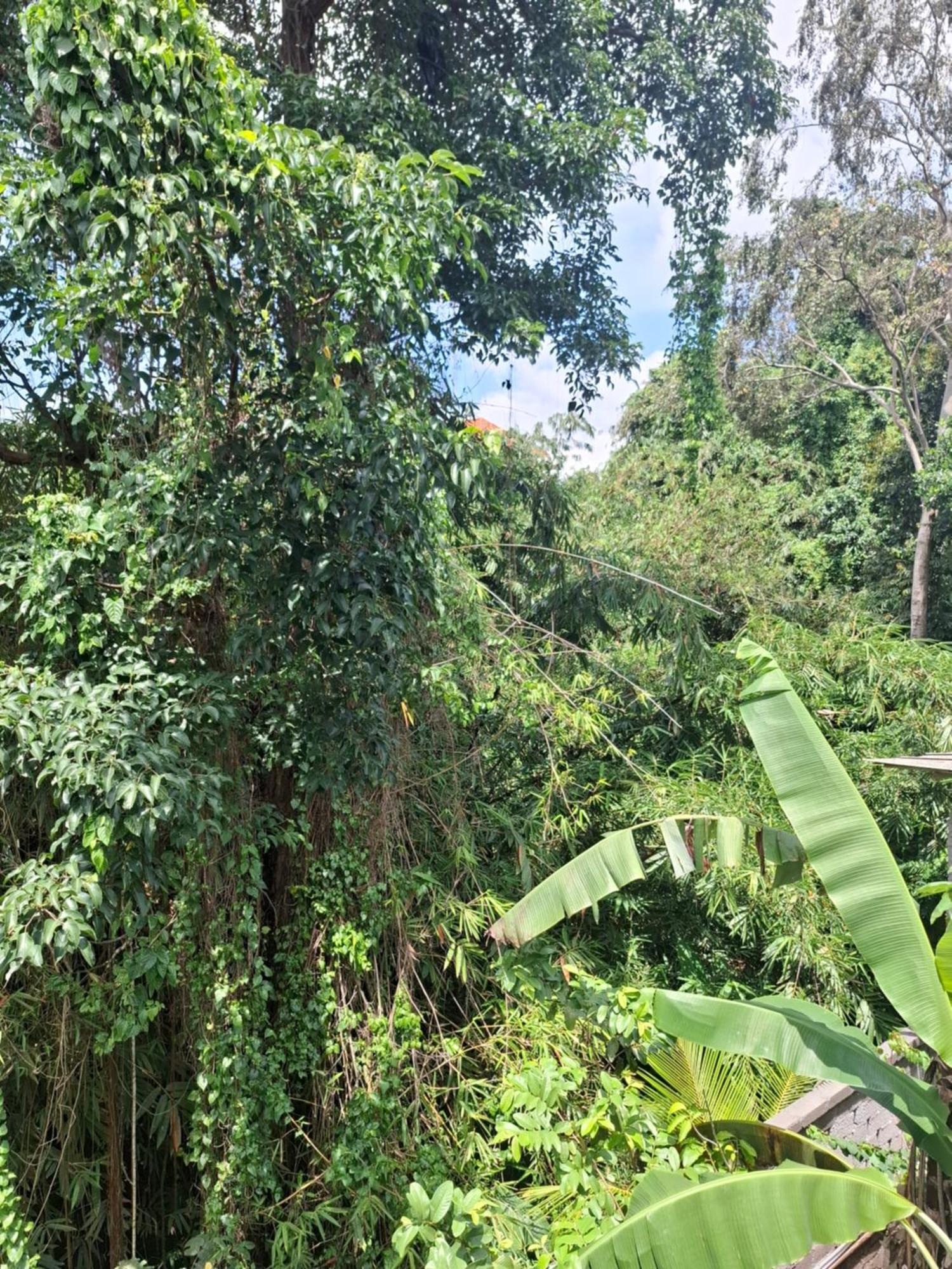 Casa de hóspedes Palm House Ubud